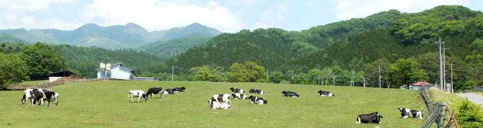 根利牧場の牛